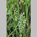 Carex nigra (turzyca pospolita)