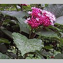 Clerodendrum bungei (szczęślin Bungego)