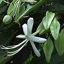 Clerodendrum trichotomum (szczęślin trójdzielny)