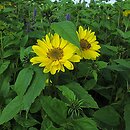 Helianthus decapetalus (słonecznik dziesięciopłatkowy)