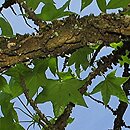 Liquidambar (ambrowiec)