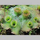 Marchantia polymorpha ssp. ruderalis (porostnica wielokształtna)