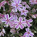 Phlox subulata (floks szydlasty)