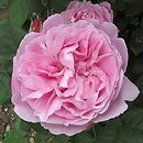 Rosa hort. Mary Rose