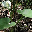 Calla palustris (czermień błotna)