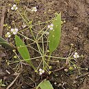 Alisma lanceolatum (żabieniec lancetowaty)