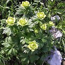 Trollius altissimus (pełnik alpejski)