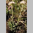 Antennaria dioica (ukwap dwupienny)