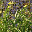 Ranunculus lingua (jaskier wielki)