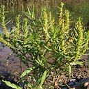 Rumex maritimus (szczaw nadmorski)