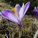 Crocus (krokus)