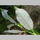 Salix myrsinifolia (wierzba czarniawa)