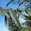 Salix gmelinii (wierzba Smitha)