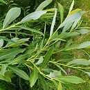 Salix purpurea (wierzba purpurowa)