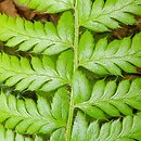 Polystichum aculeatum (paprotnik kolczysty)