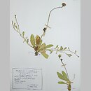 Pilosella macrostolona (kosmaczek długorozłogowy)