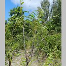 Salix acutifolia (wierzba ostrolistna)