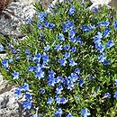 Lithodora diffusa (litodora rozpostarta)