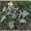 Sonchus oleraceus (mlecz zwyczajny)