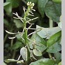 Nasturtium officinale (rukiew wodna)