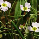 Baldellia ranunculoides (żabienica jaskrowata)