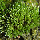 Bryum (prątnik)