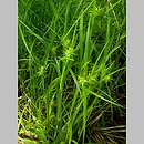 Carex grayi (turzyca Graya)