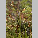 Carex ornithopoda (turzyca ptasie łapki)