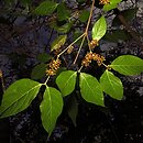 Chimonanthus praecox (zimokwiat wczesny)