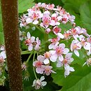 Darmera peltata (tarczownica tarczowata)