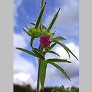 Geranium dissectum (bodziszek porozcinany)