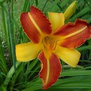 Hemerocallis (liliowiec)