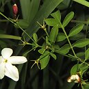 Jasminum grandiflorum (jaśmin wielkokwiatowy)