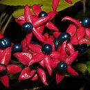 Clerodendrum trichotomum (szczęślin trójdzielny)