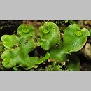 Lunularia cruciata (księżyczka krzyżowa)