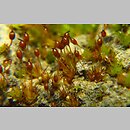 Microbryum davallianum (prątniczek maleńki)