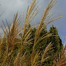 Miscanthus sinensis (miskant chiński)