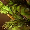 Orthotrichum affine (szurpek powinowaty)