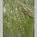 Panicum miliaceum (proso zwyczajne)