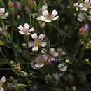 Petrorhagia saxifraga (goździcznik skalnicowy)