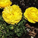 Ranunculus asiaticus (jaskier azjatycki)