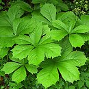 Rodgersia podophylla (rodgersja stopowcolistna)