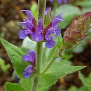 Salvia nemorosa (szałwia omszona)