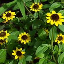 Sanvitalia procumbens (sanwitalia rozesłana)