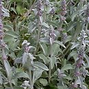 Stachys byzantina (czyściec wełnisty)