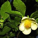 Stewartia pseudocamellia (stewarcja kameliowata)