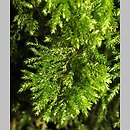 Thamnobryum alopecurum (krzewik źródliskowy)