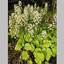 Tiarella cordifolia (tiarella sercolistna)