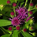 Vernonia arkansana