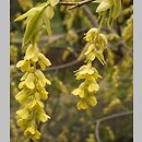 Corylopsis (leszczynowiec)